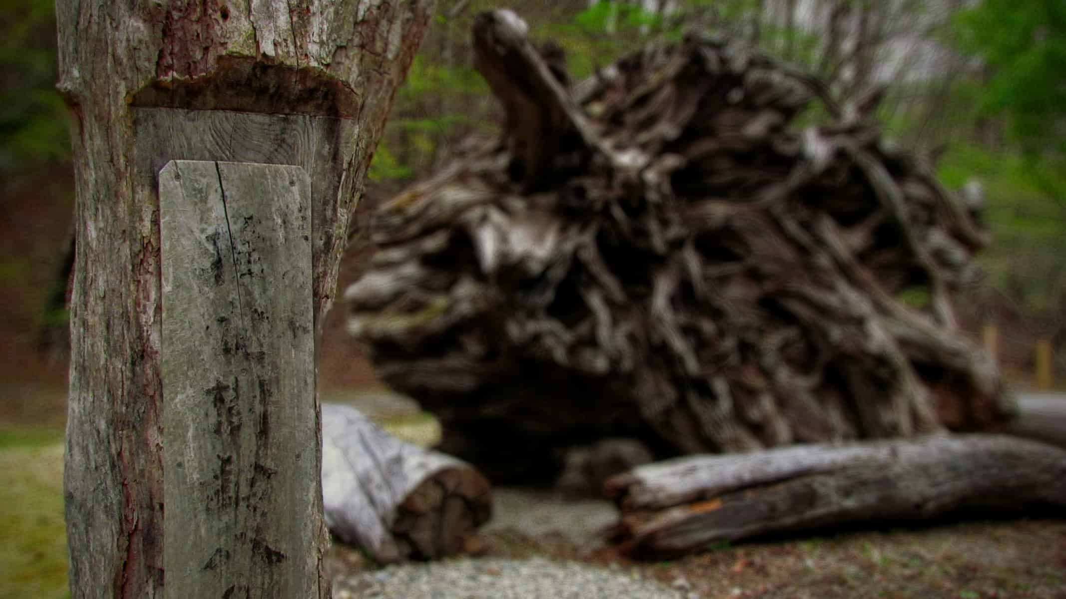 神秘的な形の流木 岩のような流木
